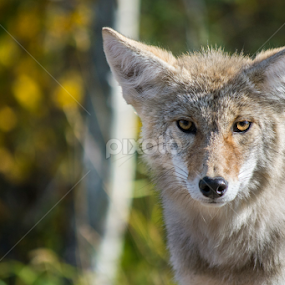Y Lee Coyote by E.g. Orren - Animals Other Mammals