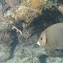 Gray Angelfish