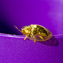 Golden Tortoise Beetle (Asian)