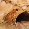 Orange ichneumon wasp, female