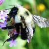 Two Spotted Bumblebee