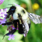 Two Spotted Bumblebee