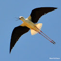 Black-winged Stilt