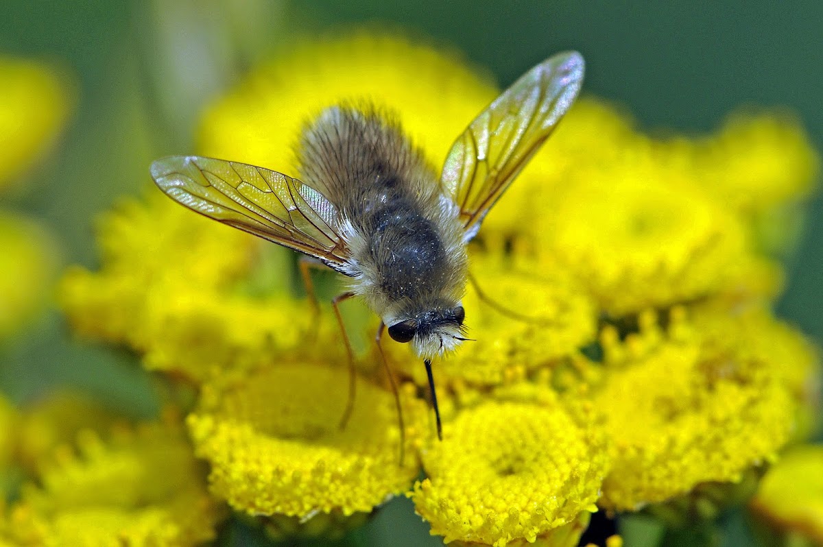 Bee Fly