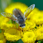 Bee Fly
