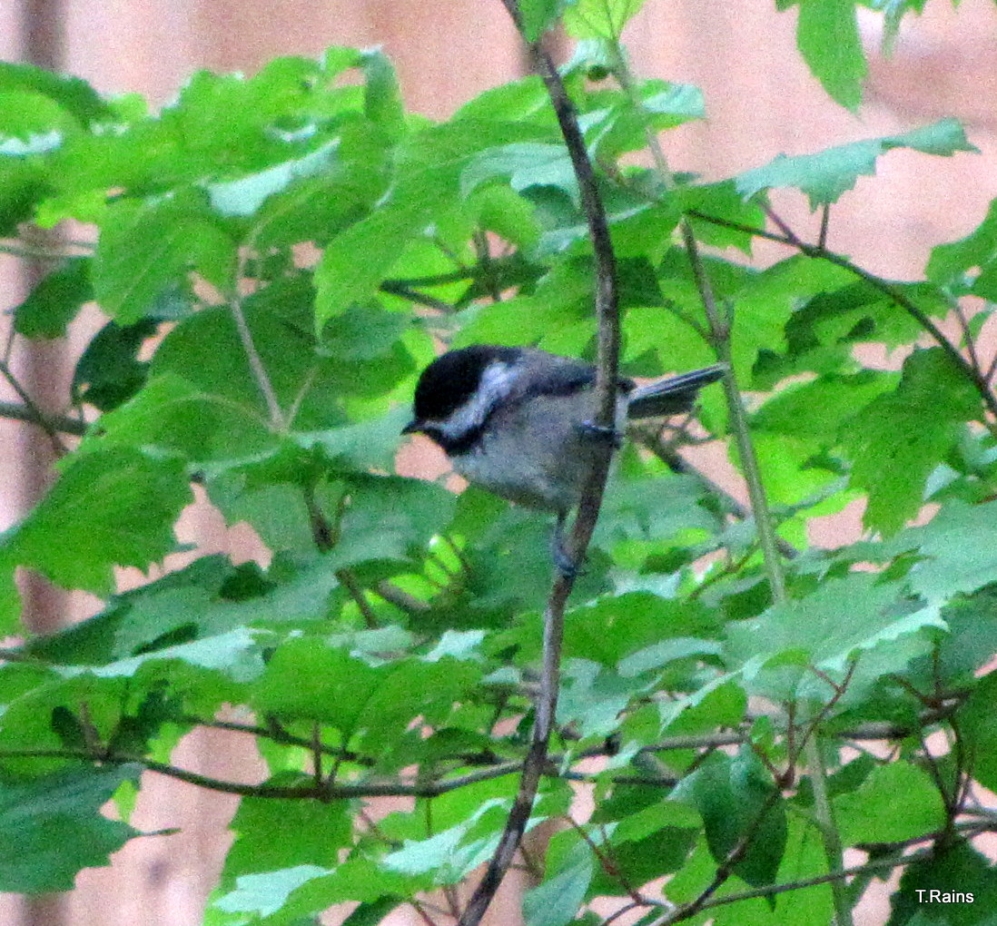 Black-capped Chickadee