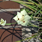 Fortnight Lily or African Iris