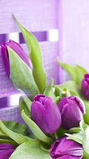 Nachový Tulipány Živá Tapeta - náhled