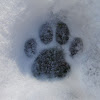 Cat paw print