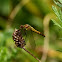 Common Darter Dragonfly (Female)