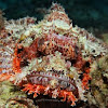 Bearded Scorpionfish