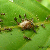 Ants on an unidentified larva