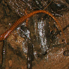 Spotted-tail Salamander