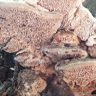 Maze-gill fungus