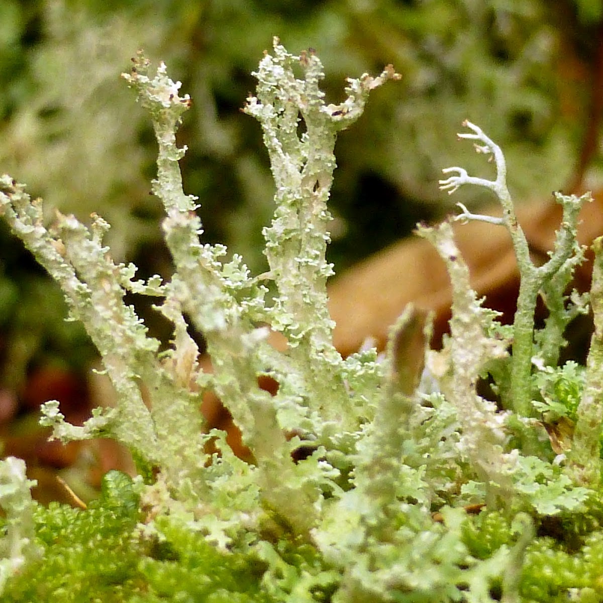 Dragon Funnel Lichen