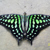 Tailed Jay