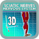 Human Body Sciatic Nerves 3D