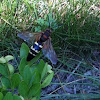 Eastern cicada killer