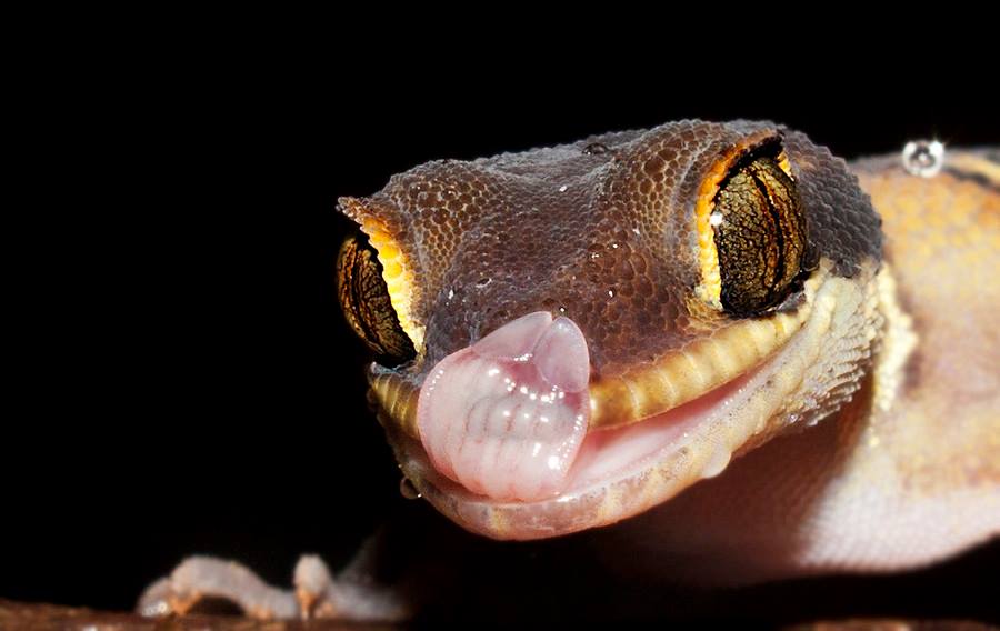 Deccan Banded Gecko