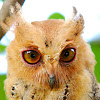 Philippine scops owl
