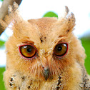 Philippine scops owl