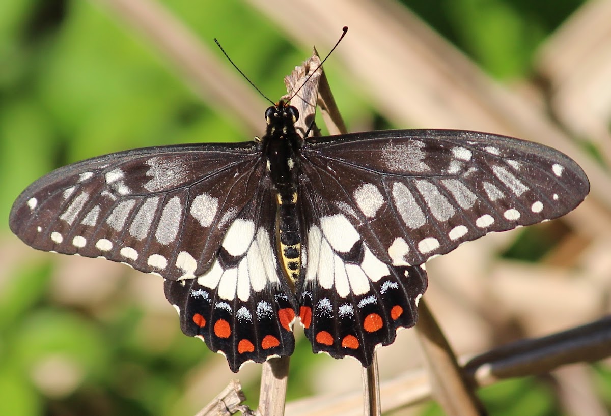 Dingy Swallowtail Butterfly