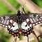 Dingy Swallowtail Butterfly