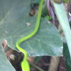 green wipe snake