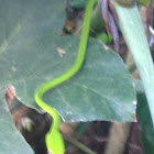 green wipe snake