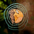 Decorator Silk-orb weaver spider