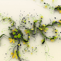 Splendid Flower Live Wallpaper logo