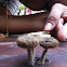 Little Mushroom 