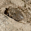 Big eyed toad bug