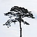 Tree Spotter logo