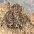 knobbly crab spider