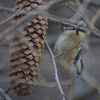 Red-breasted Nuthatch