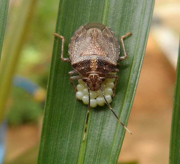 Stink bug eggs project noah