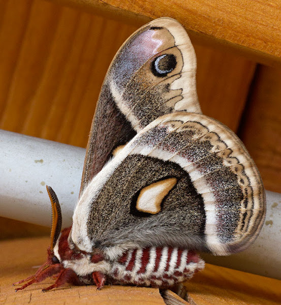 Glover's Silkmoth | Project Noah
