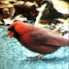 Male cardinal