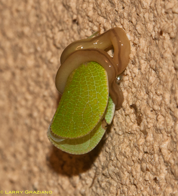 Flatworm with prey