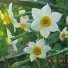 French Daffodil