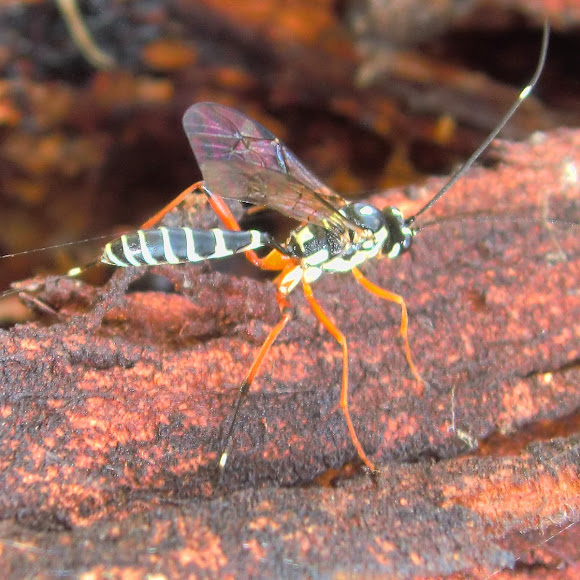 Banded ichneumon wasp? Project Noah