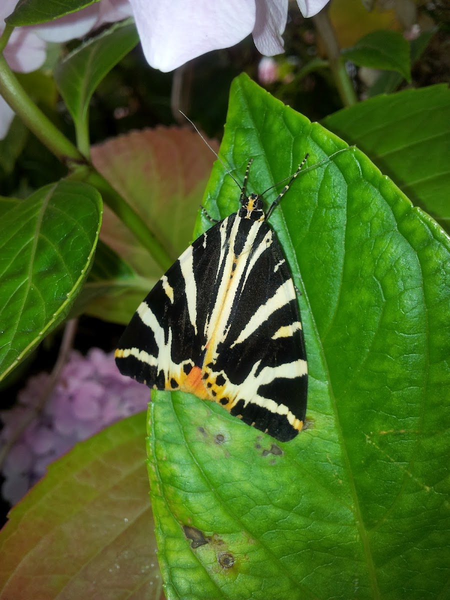 Jersey Tiger (moth)