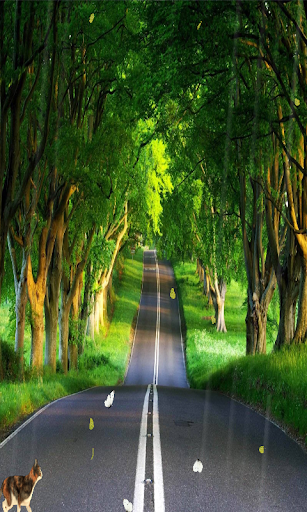 Long Road Live Wallpaper