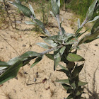 Grass-leaved Goldenaster