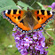 Small Tortoiseshell