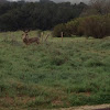 California mule deer