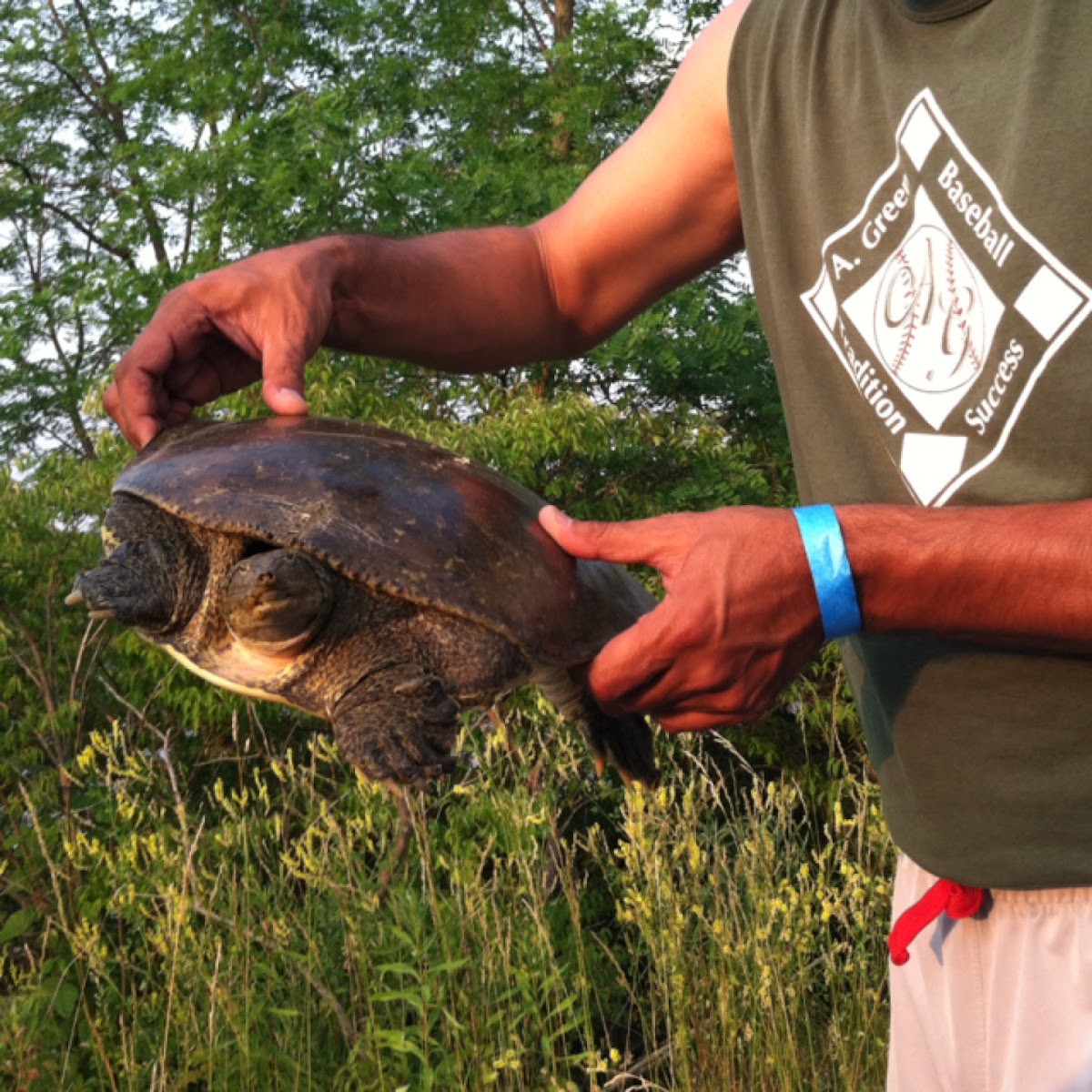 Spiny softshell turtle