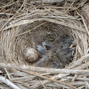 Song sparrow nest
