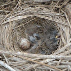 Song sparrow nest